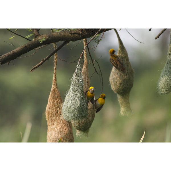 Ebern Designs Baya Weavers Colony On Canvas Print Wayfair